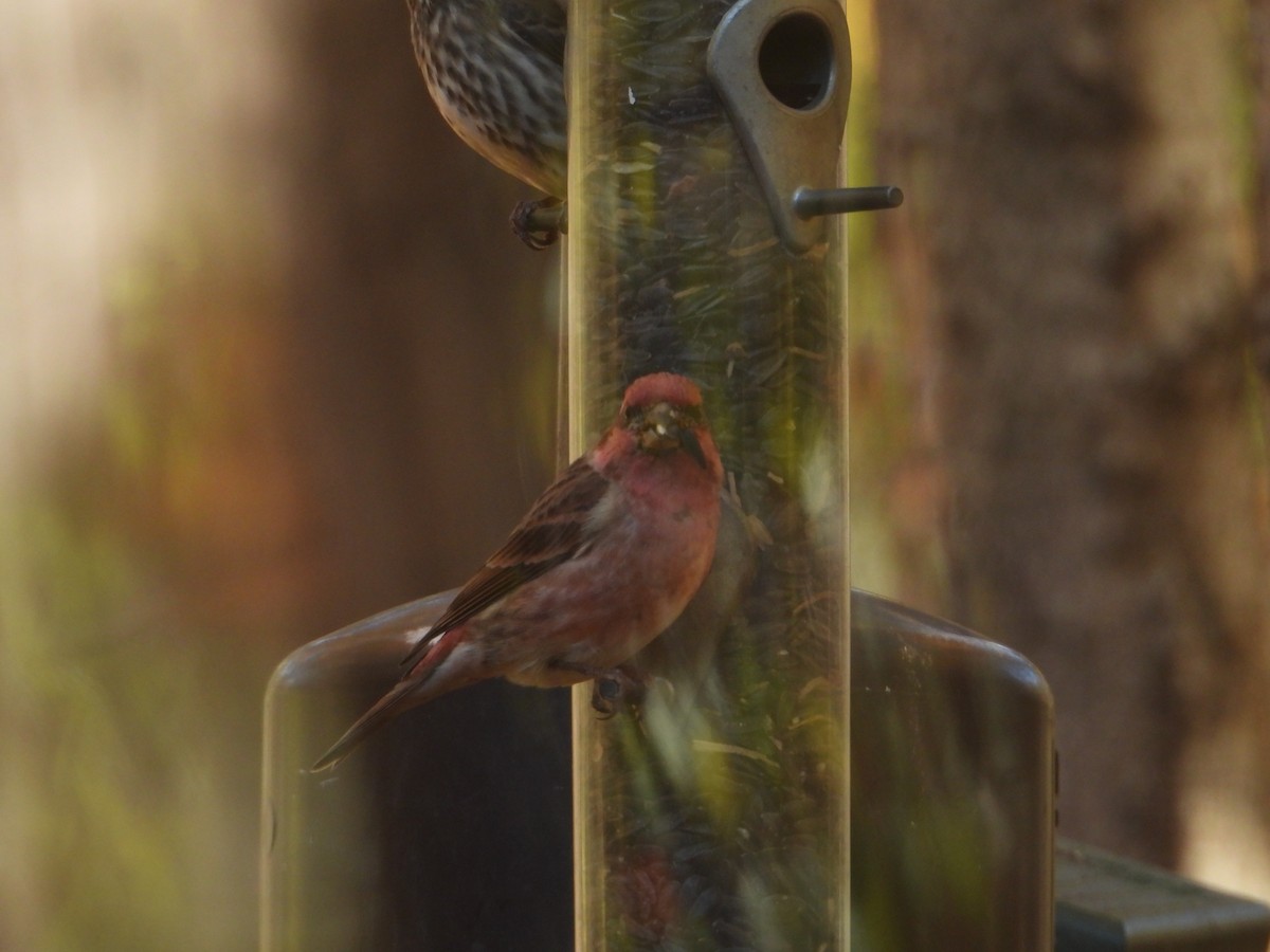 hýl nachový - ML644595419