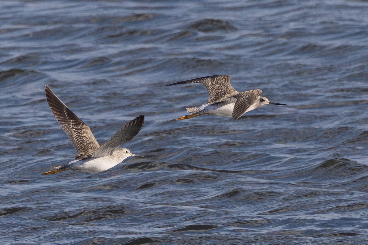 plystresnipe - ML644595420