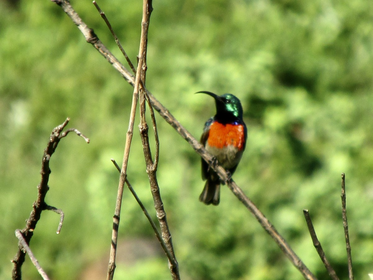 bredbeltesolfugl - ML644595421