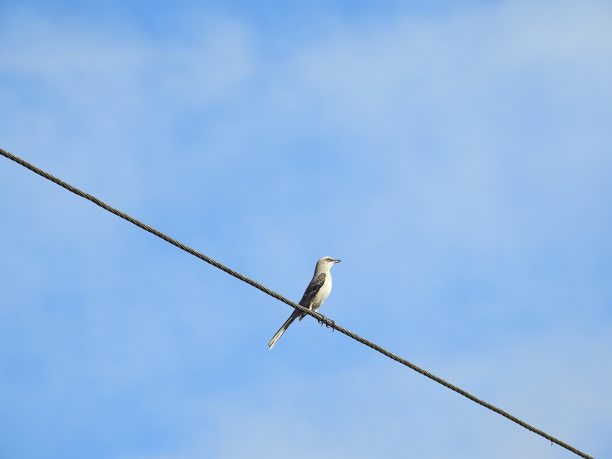 Tropical Mockingbird - ML644595426