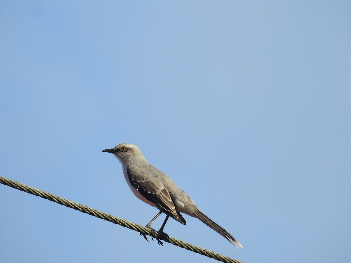 Tropical Mockingbird - ML644595427