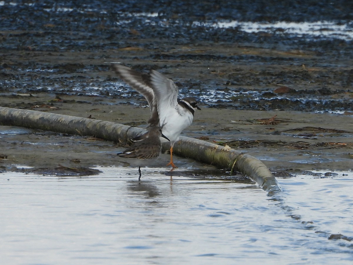 Пісочник великий - ML644595437