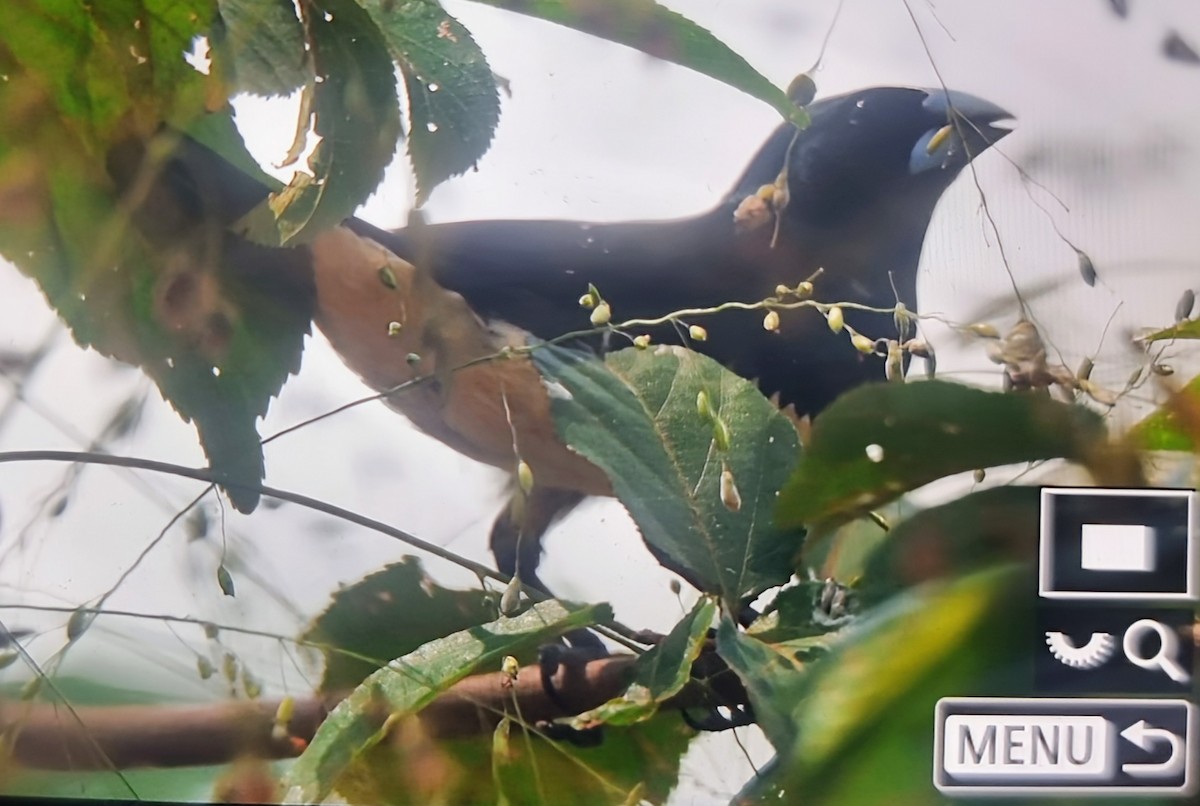 Чёрно-белая муния - ML644595442