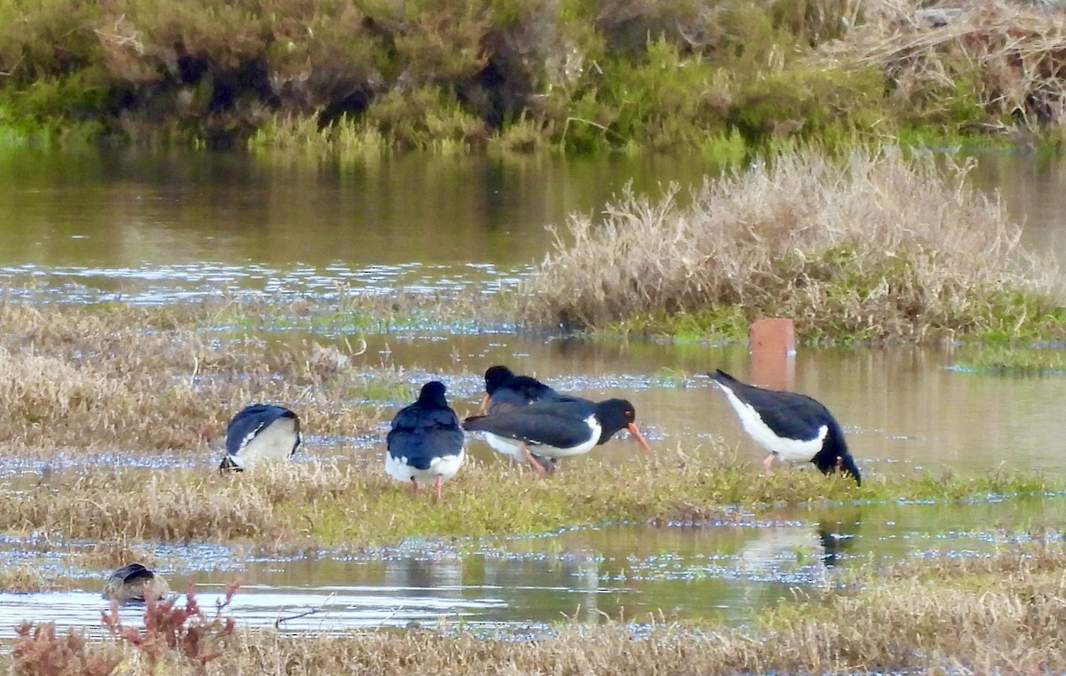 ústřičník dlouhozobý - ML644595443