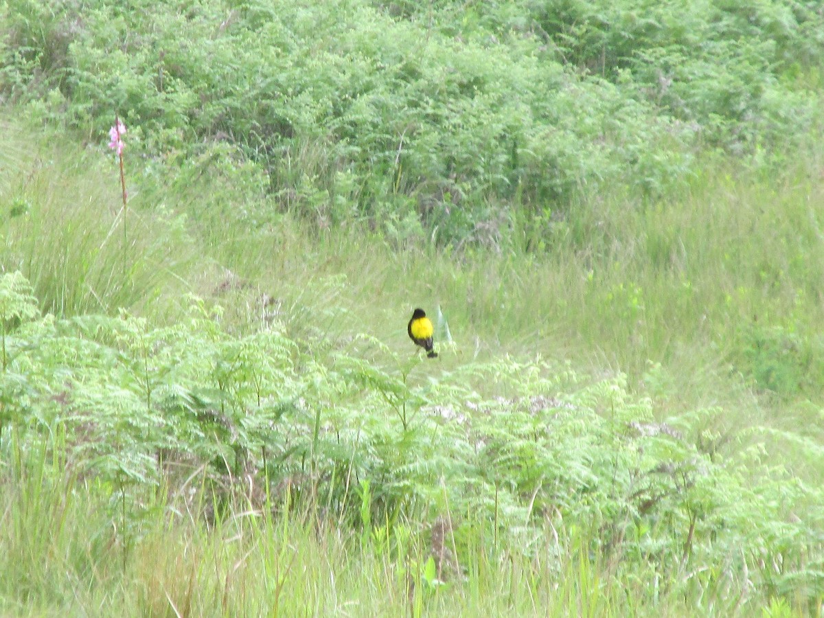 Yellow Bishop - ML644595447