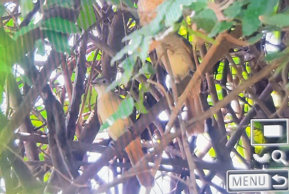 Leaf-love - ML644595455