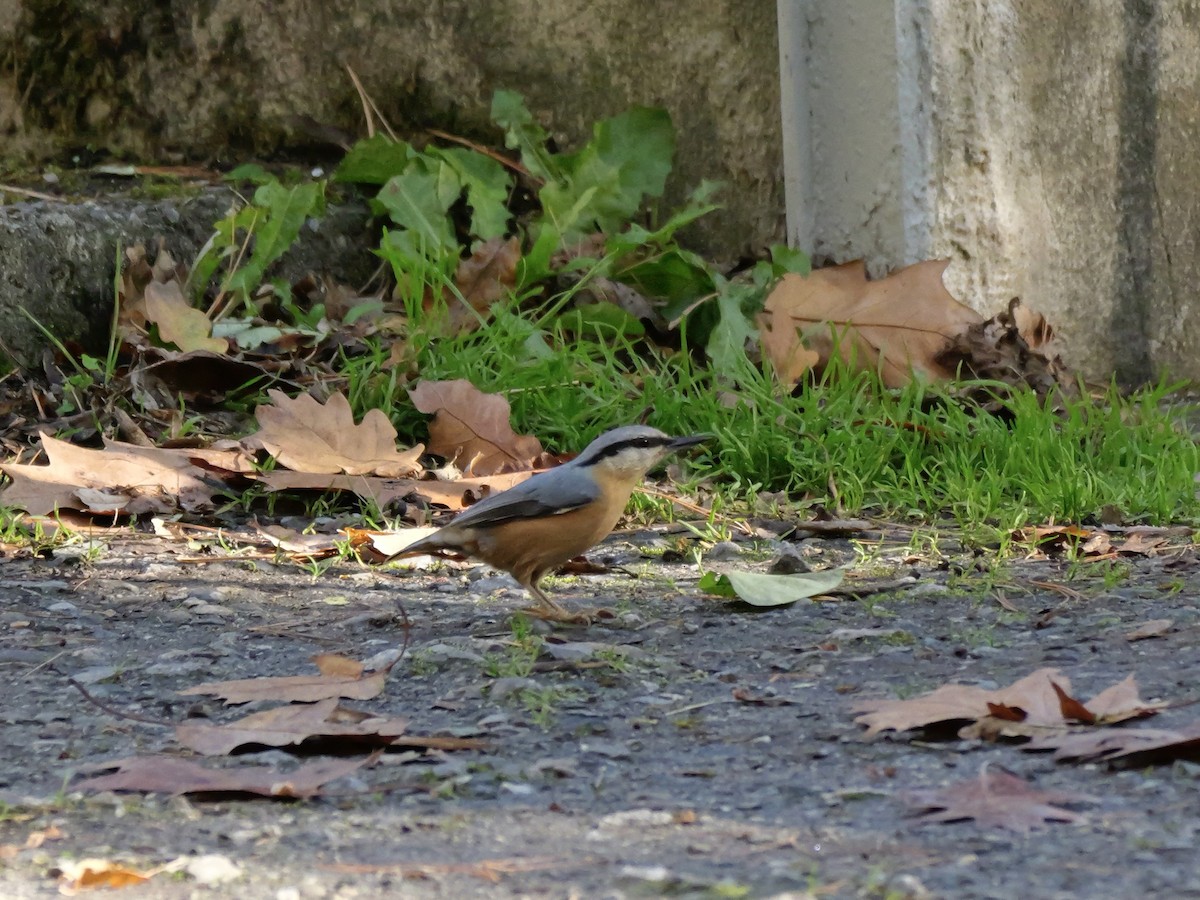 Eurasian Nuthatch - ML644595457