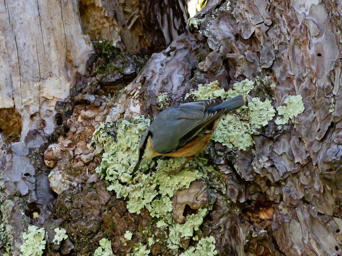 Eurasian Nuthatch - ML644595458