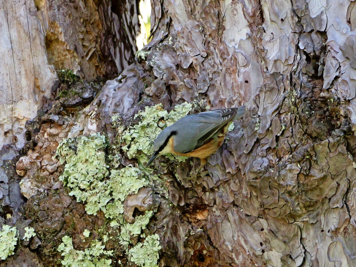 Eurasian Nuthatch - ML644595459
