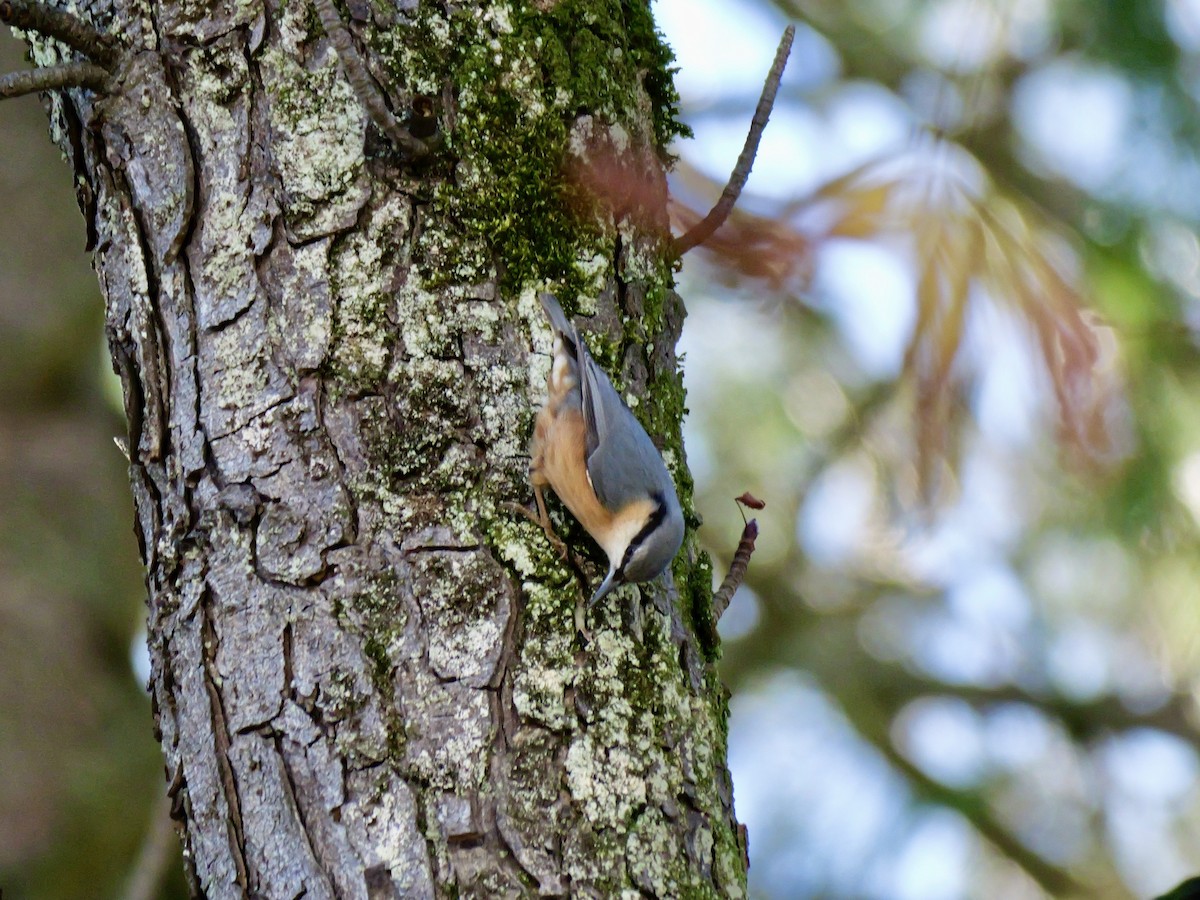 Eurasian Nuthatch - ML644595461