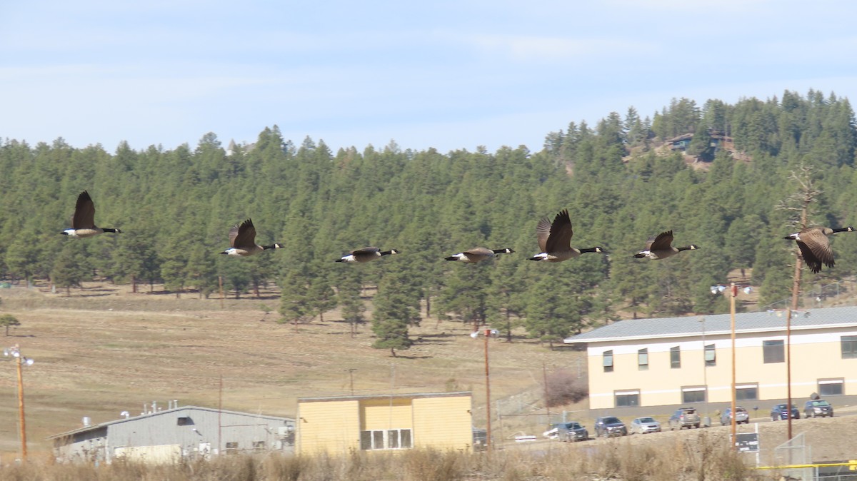 Branta kanadar handia - ML644595464