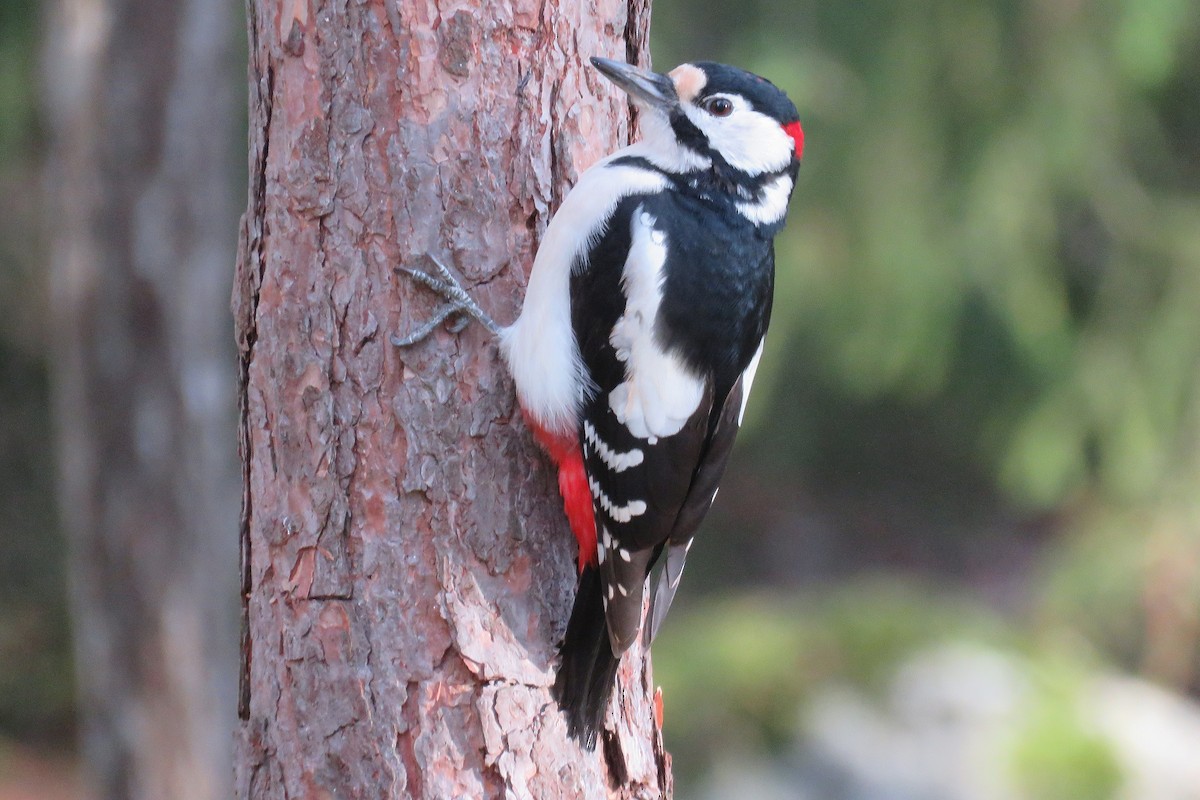 Great Spotted Woodpecker - ML644595469