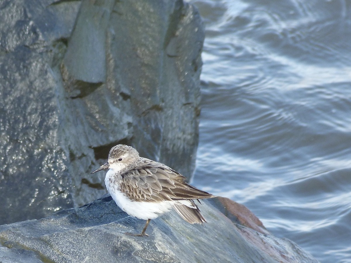 Txirri erdipalmatua - ML644595471