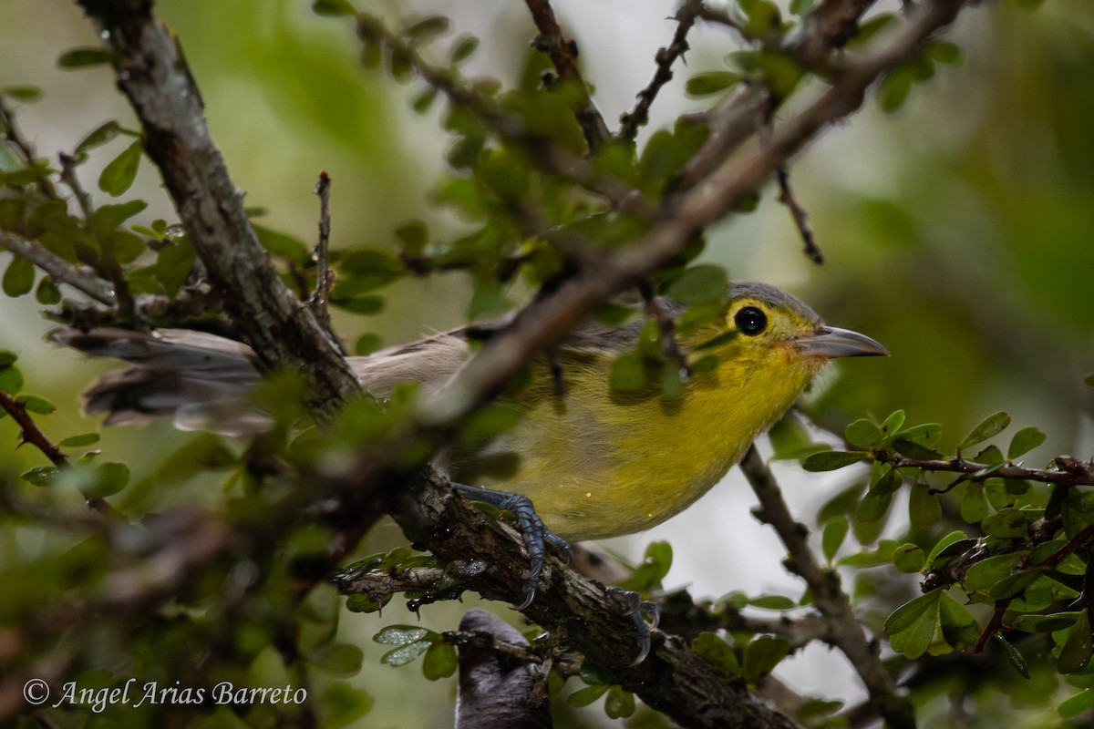 Oriente Warbler - ML644595475