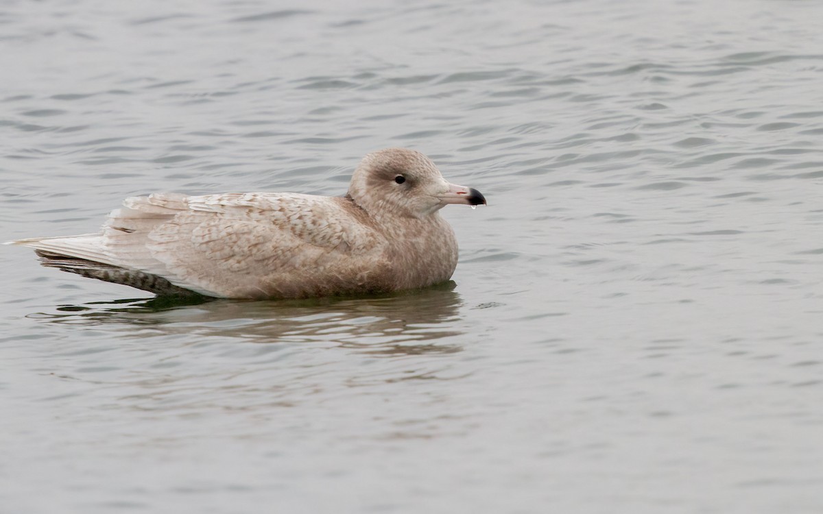 Бургомистр - ML644595477