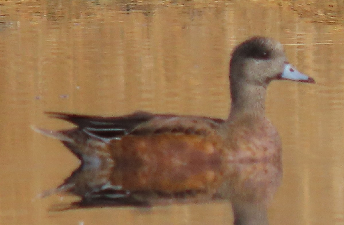 Ahate txistulari amerikarra - ML644595478