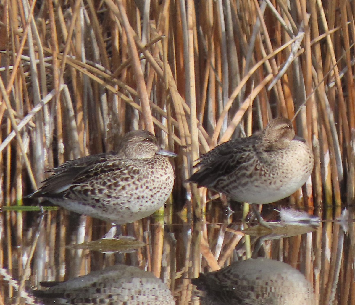 Zertzeta arrunta - ML644595479