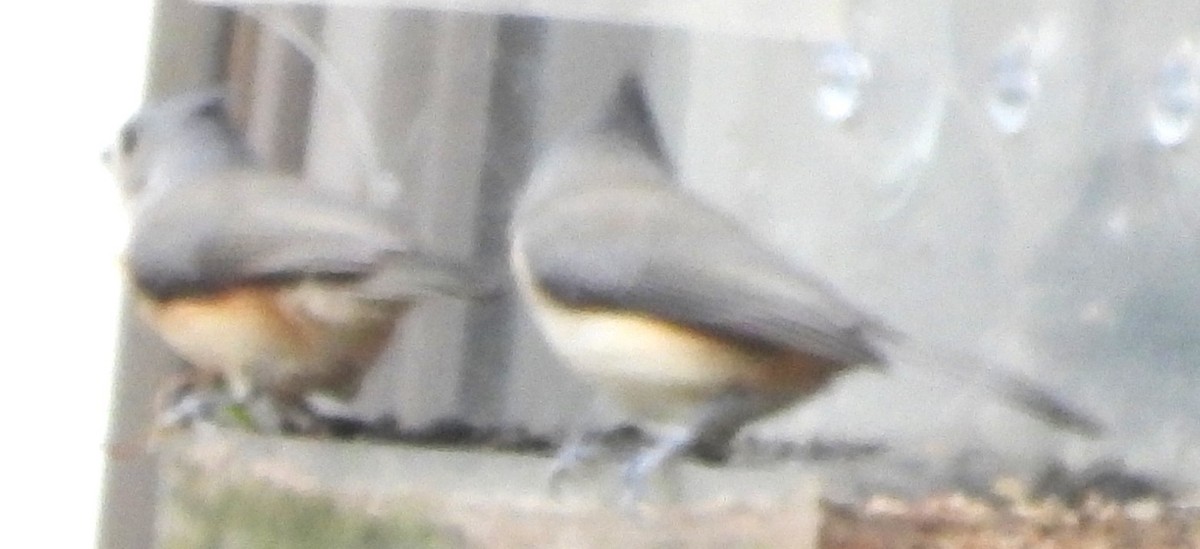 gråduskmeis - ML644595480