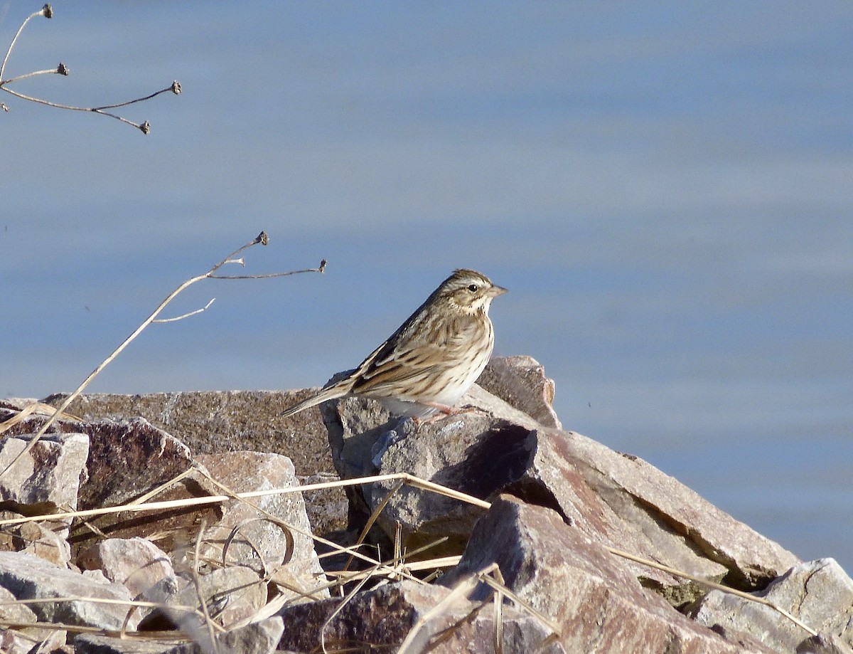 strnadec luční [skupina sandwichensis] - ML644595482