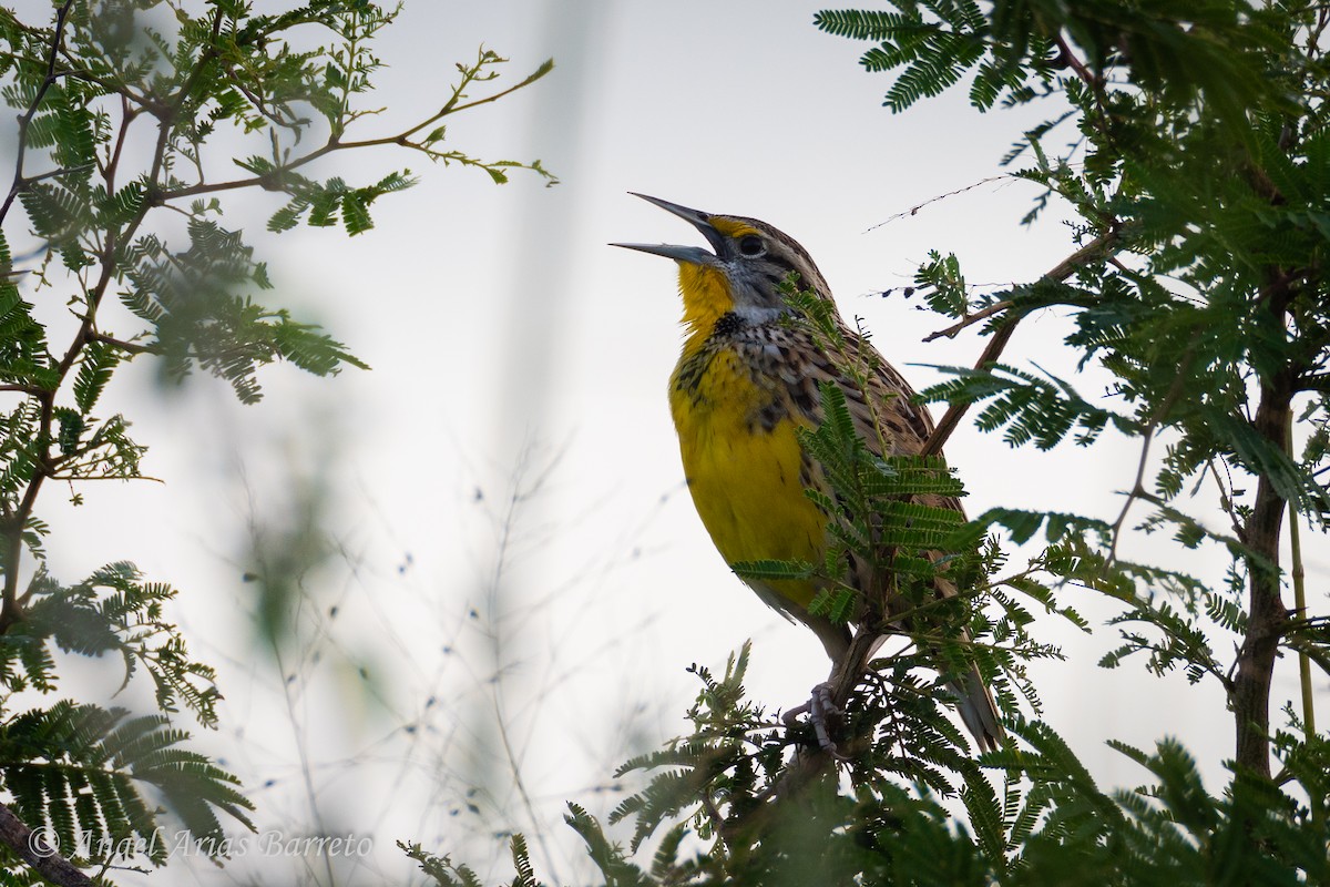 Eastern Meadowlark - ML644595492