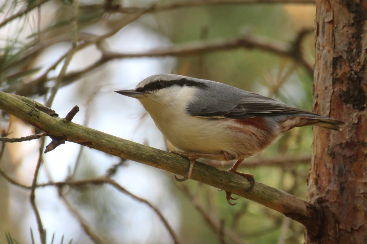 Eurasian Nuthatch - ML644595494