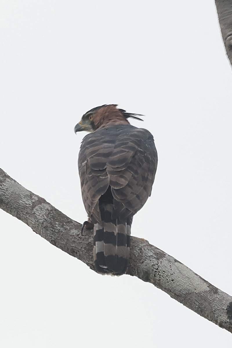 Prachtadler - ML644595495