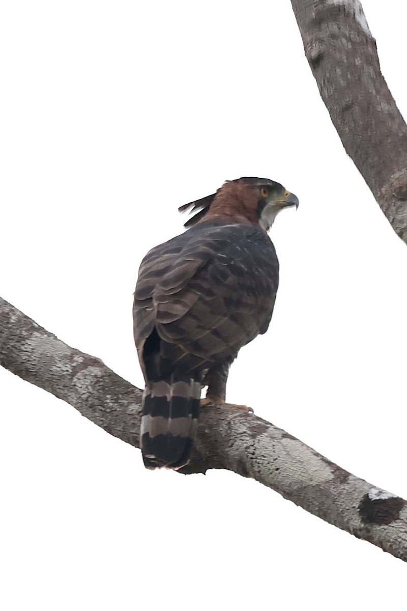 Prachtadler - ML644595496