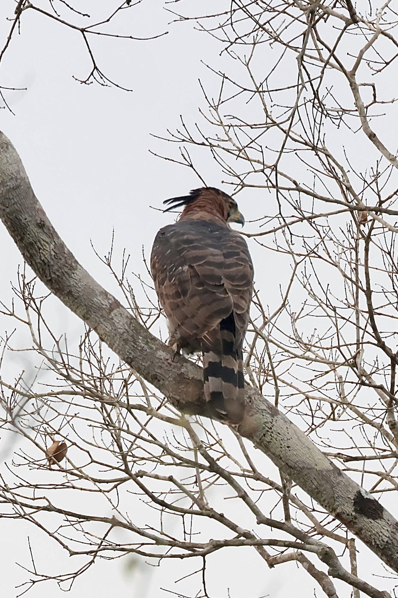 Prachtadler - ML644595498