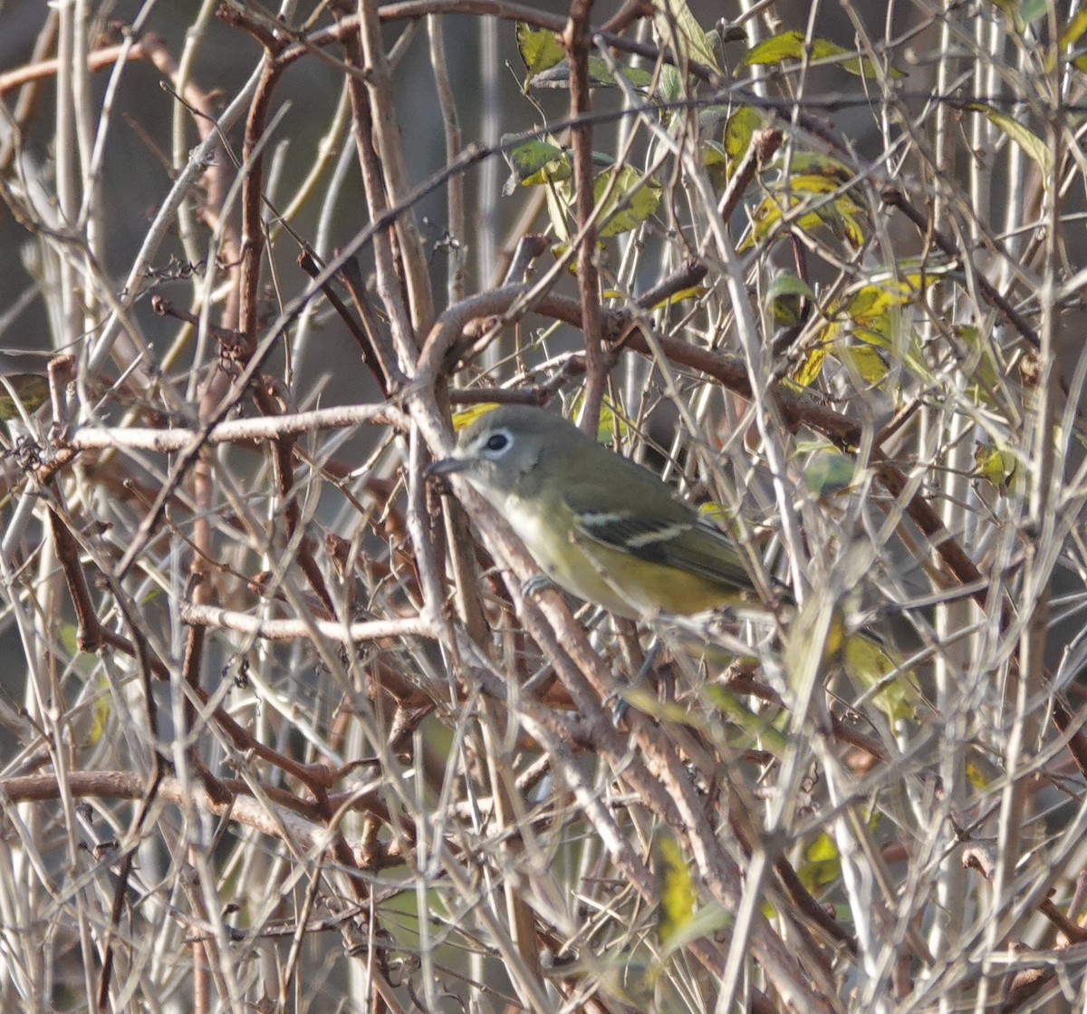 Blue-headed Vireo - ML644595502