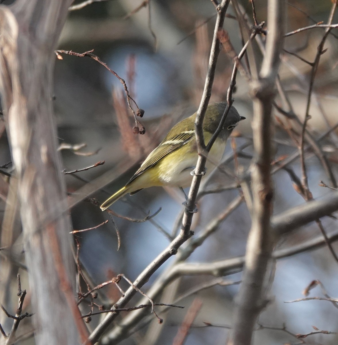 Blue-headed Vireo - ML644595503