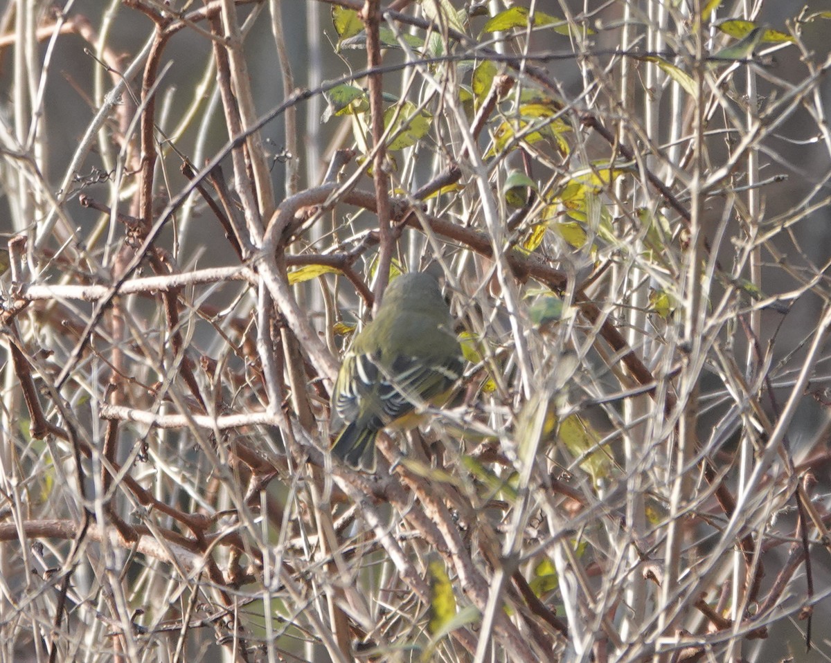Blue-headed Vireo - ML644595504