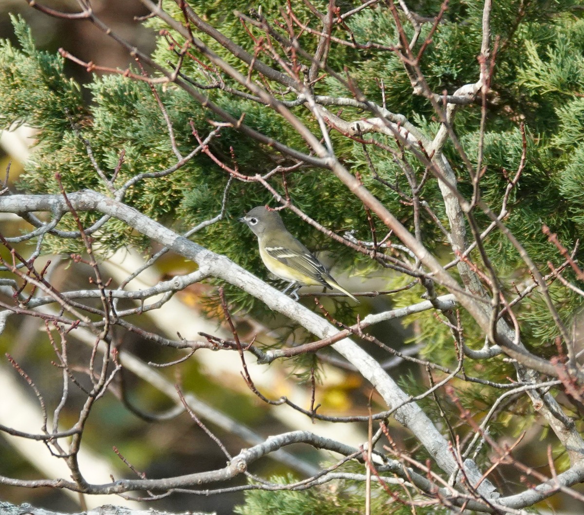 Blue-headed Vireo - ML644595505
