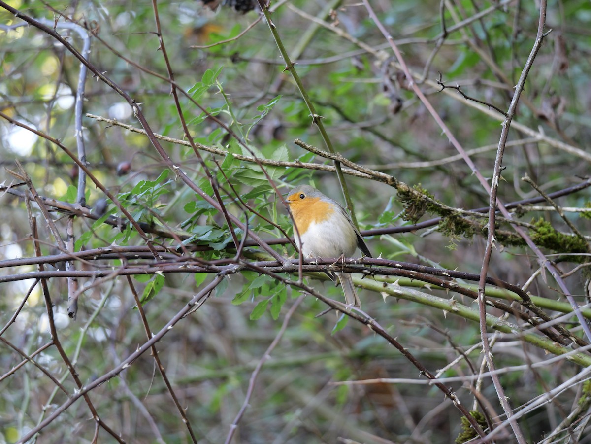 European Robin - Daniel Moore