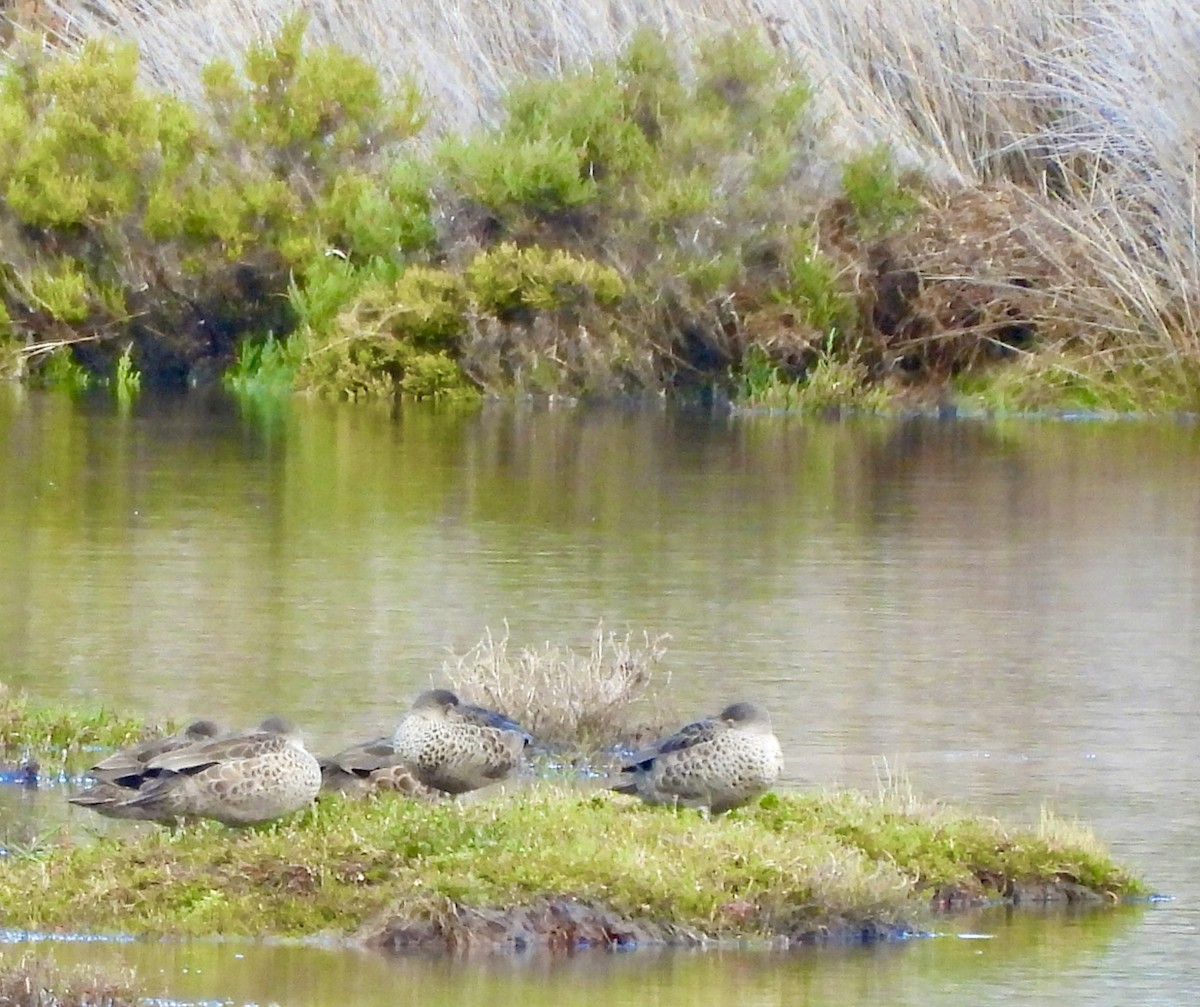 ハイイロコガモ - ML644595516