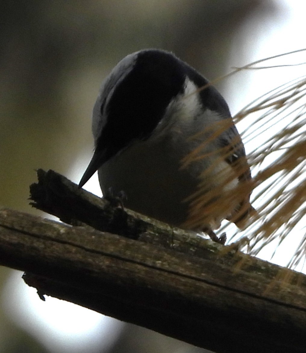 Sittelle à poitrine blanche - ML644595518