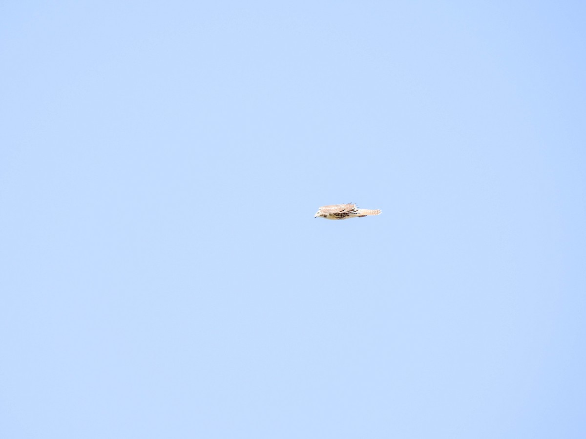 Buse à queue rousse - ML644595523