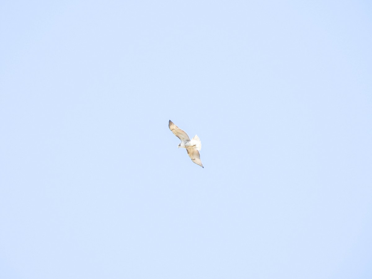 Buse à queue rousse - ML644595524