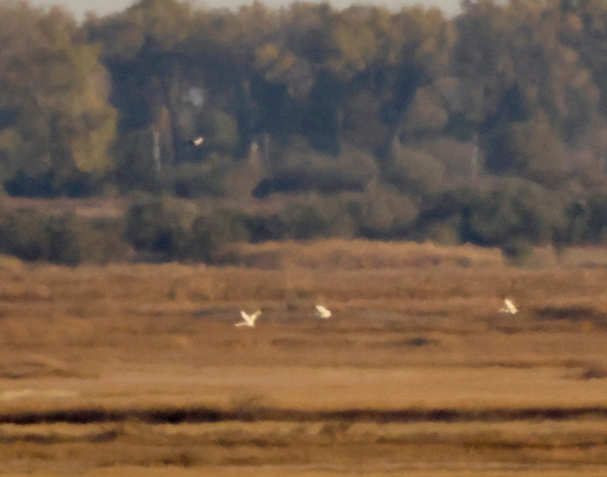 アメリカシロヅル - ML644595525