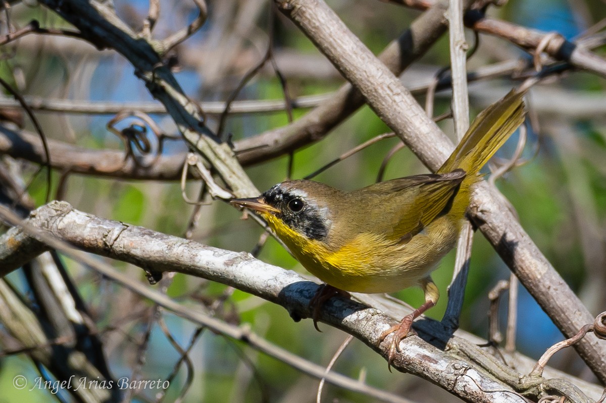 Common Yellowthroat - ML644595536