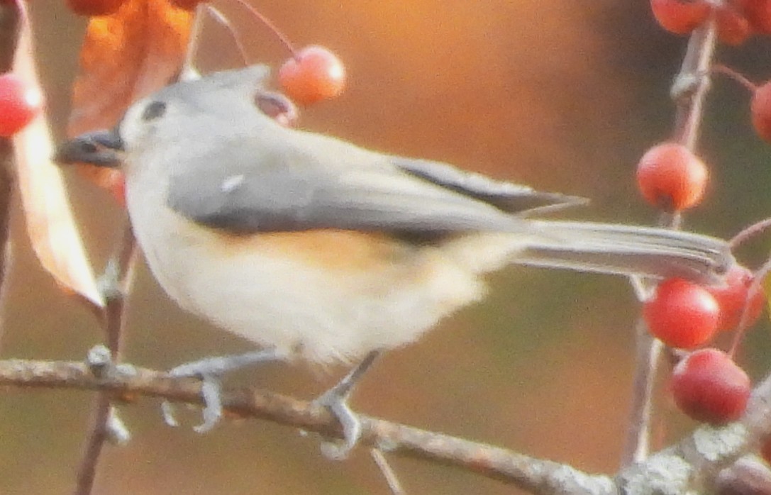 gråduskmeis - ML644595539