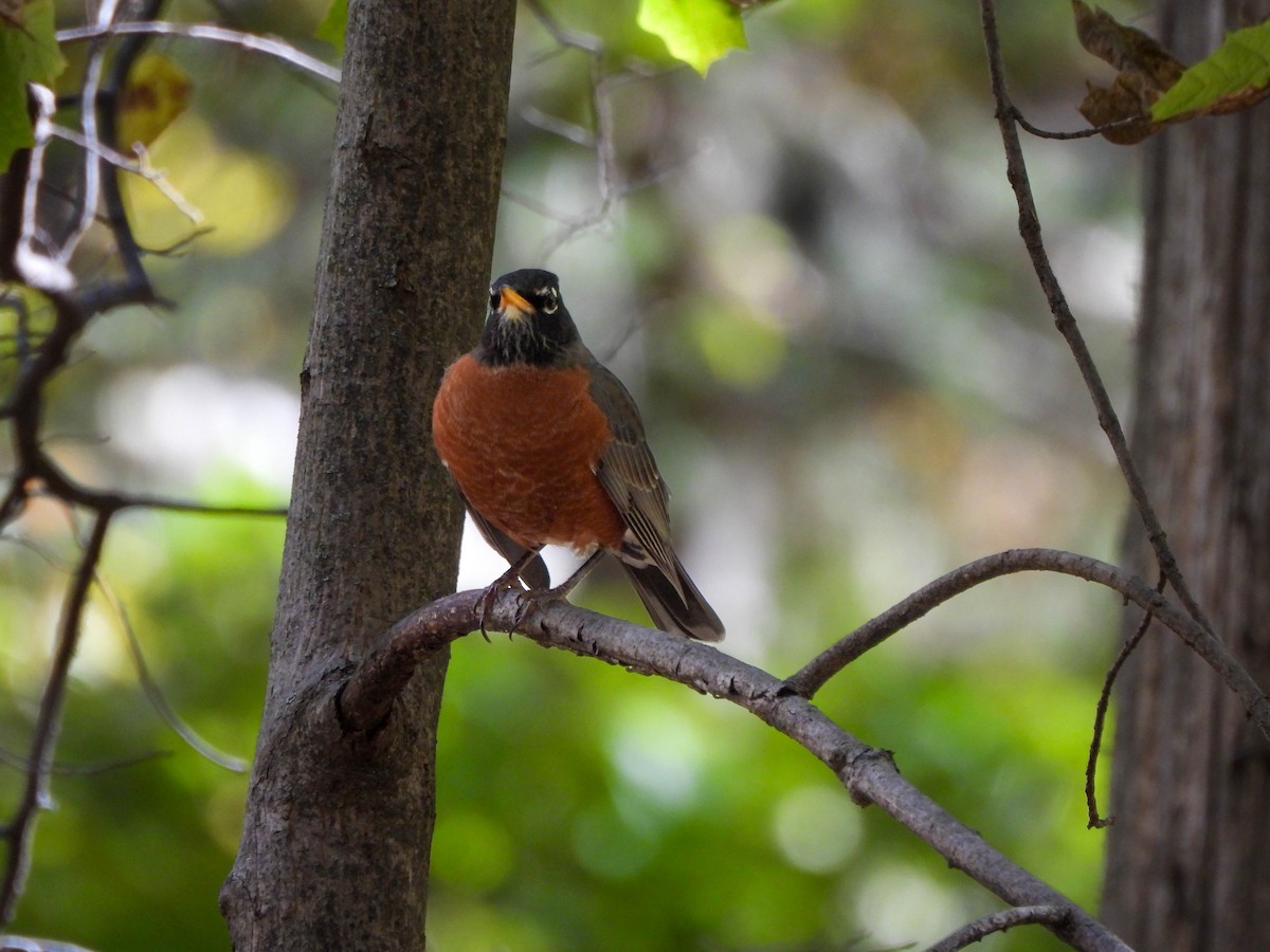 Merle d'Amérique - ML644595543