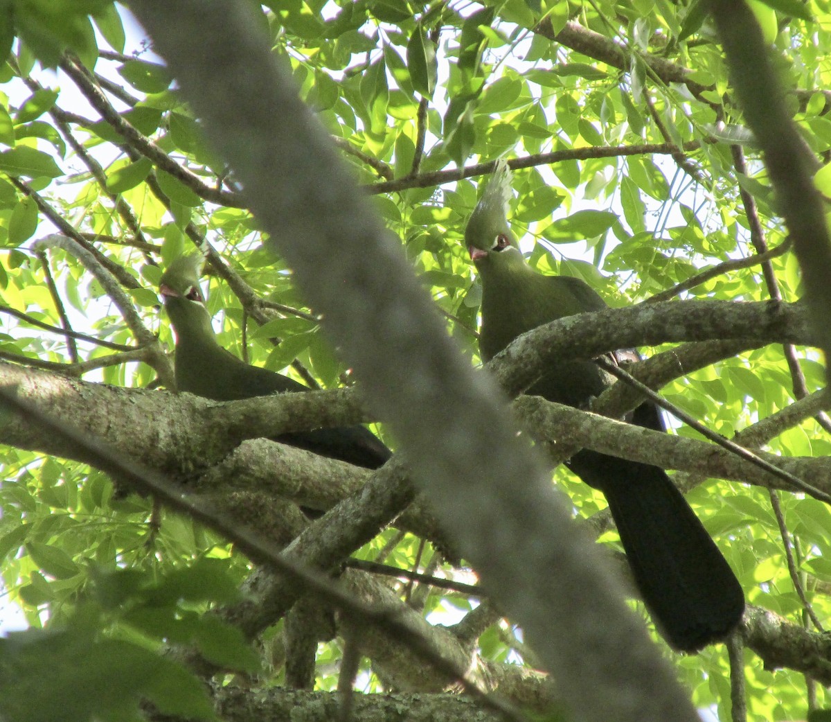 Livingstone's Turaco - ML644595545