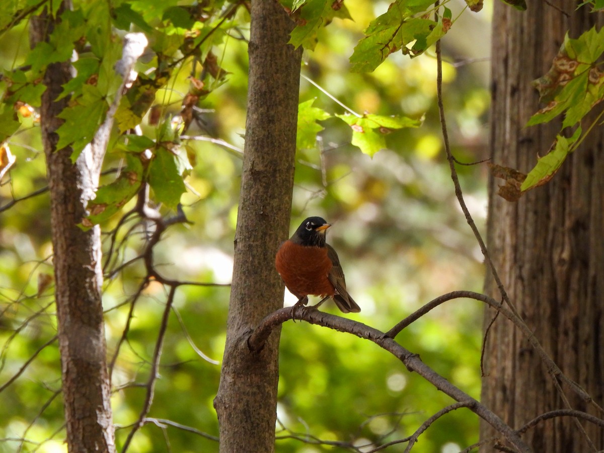 Merle d'Amérique - ML644595547