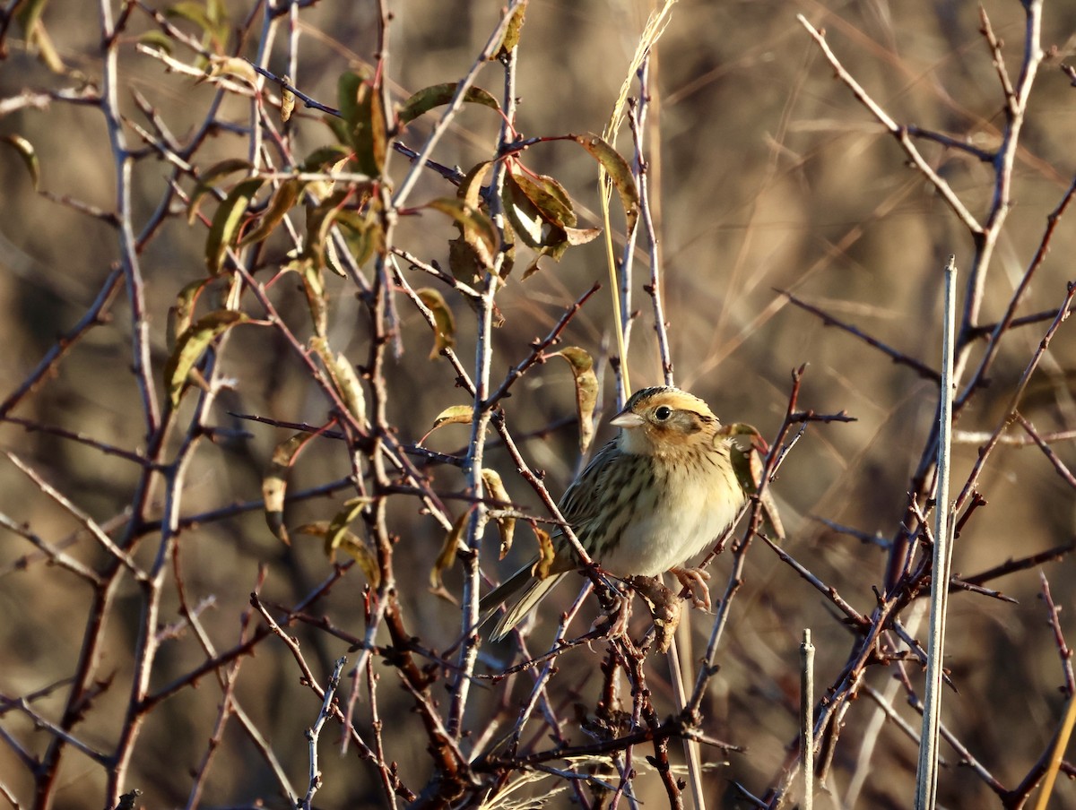 Луговая овсянка-барсучок - ML644595549