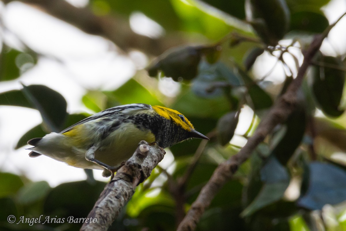 Black-throated Green Warbler - ML644595550