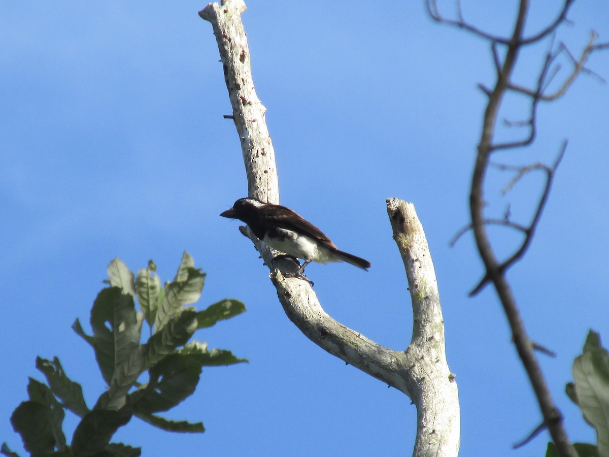 White-eared Barbet - ML644595551