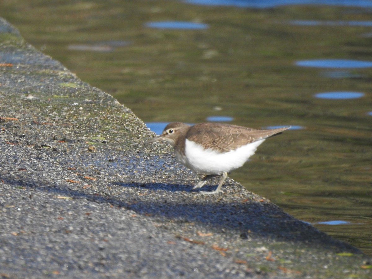 Common Sandpiper - ML644595552