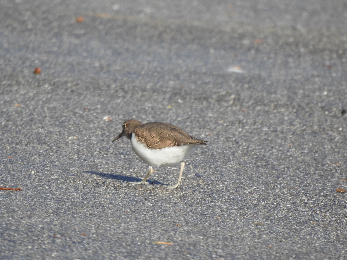 Common Sandpiper - ML644595553