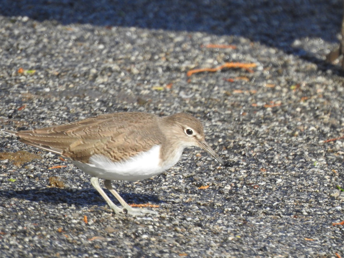 Common Sandpiper - ML644595555