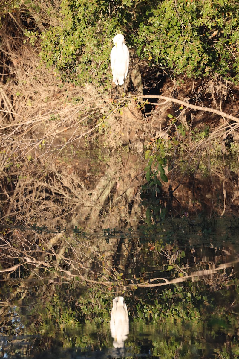 Great Egret - ML644595557